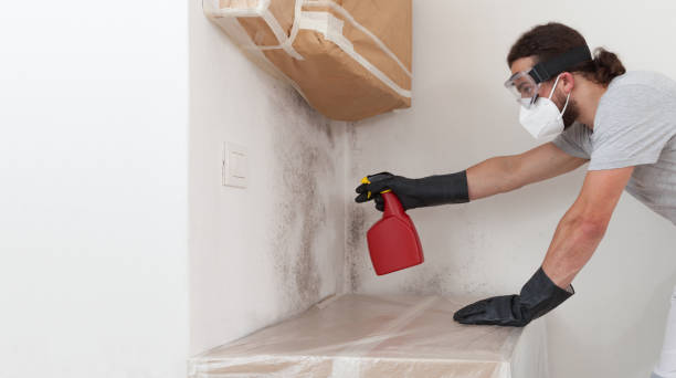 Professional Mold Removal technician working in Needham Heights, MA